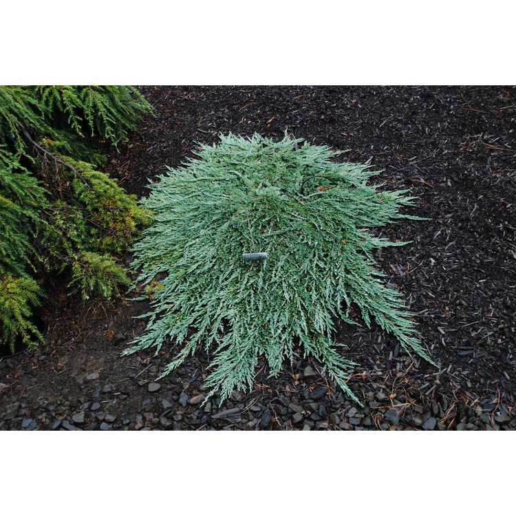 Juniperus horizontalis 'Pancake'