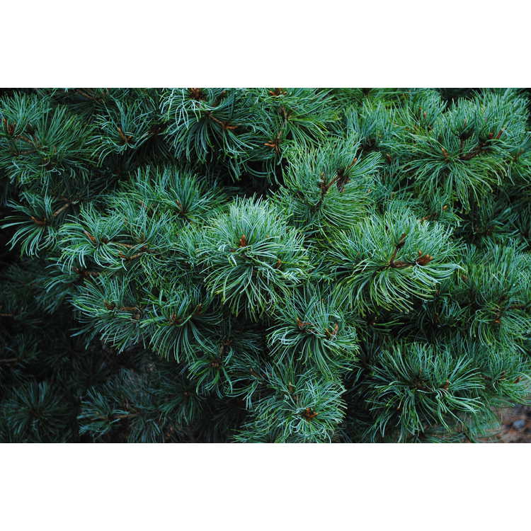 <em>Pinus parviflora</em> 'Gimborn's Ideal'