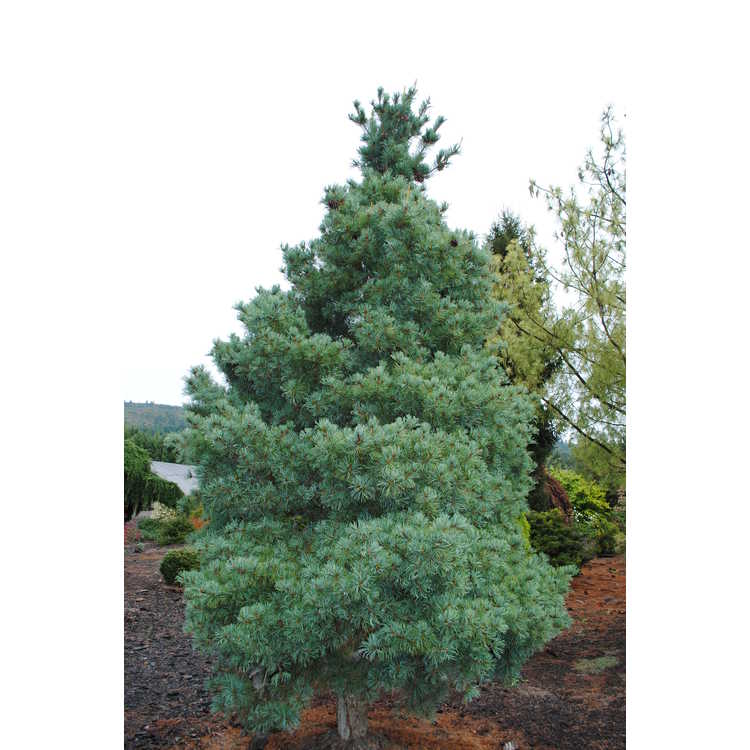 Pinus parviflora 'Gimborn's Ideal' - Japanese white pine