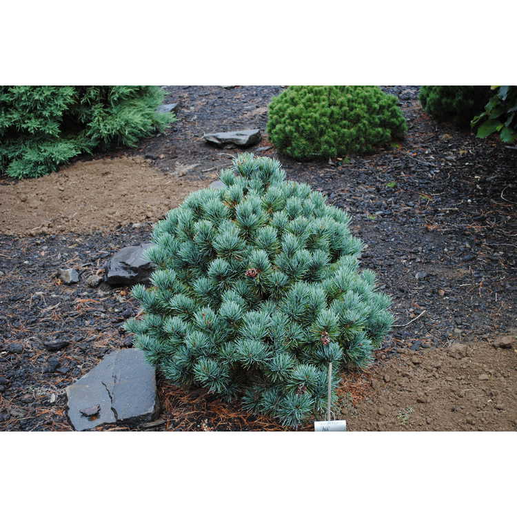 <em>Pinus parviflora</em> 'Aoi'