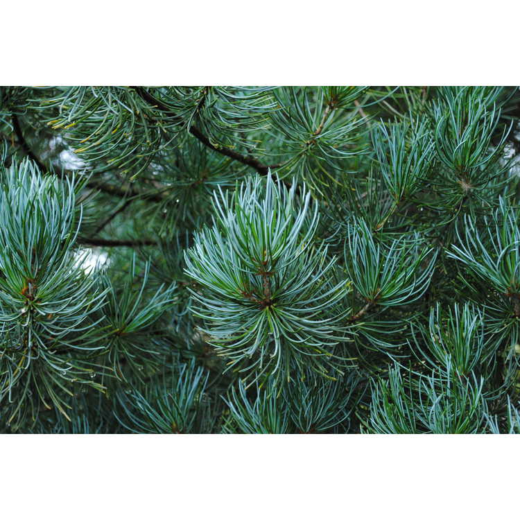 <em>Pinus kwangtungensis</em>