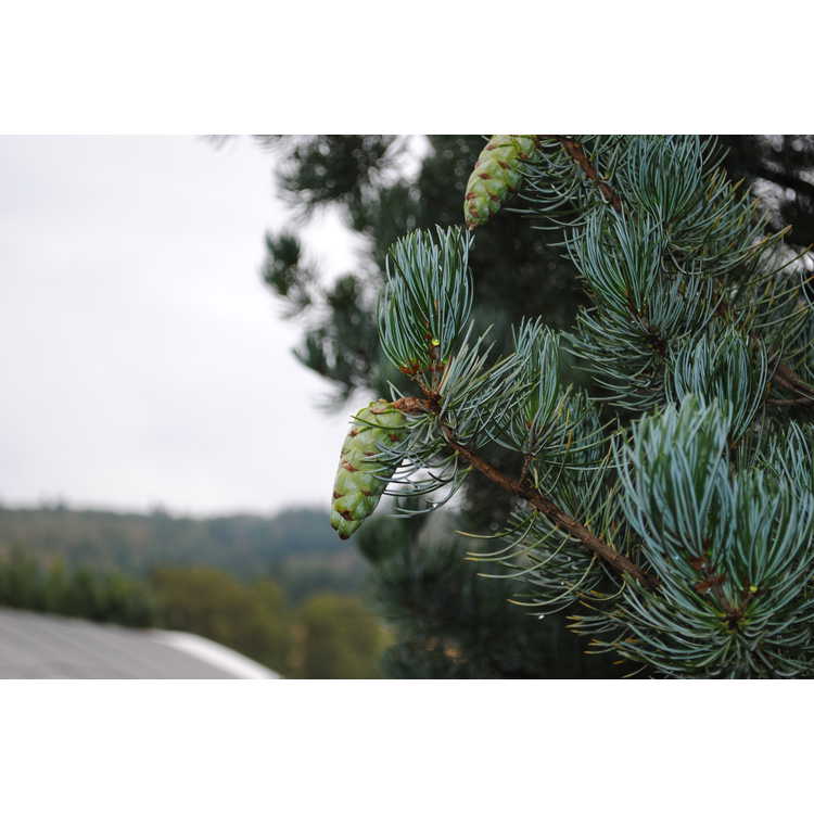 Pinus kwangtungensis - Guangdong white pine