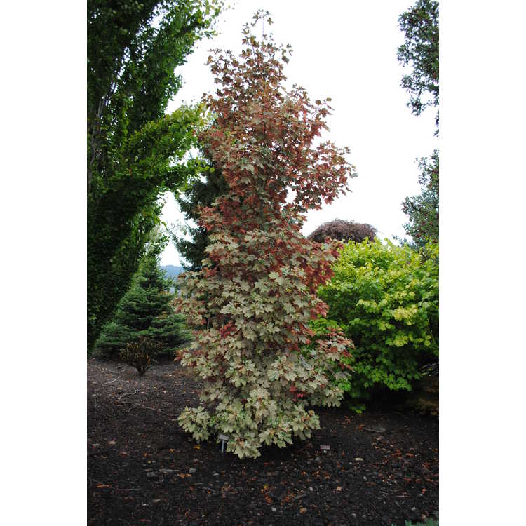 variegated sycamore maple