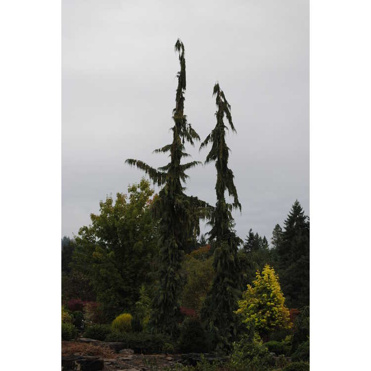 Cupressus nootkatensis 'Green Arrow' - weeping-column Nootka falsecypress