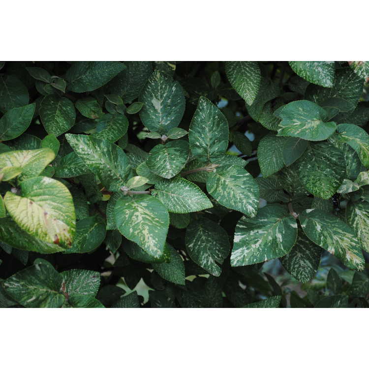 Viburnum lantana 'Variegatum' - variegated wayfaringtree viburnum
