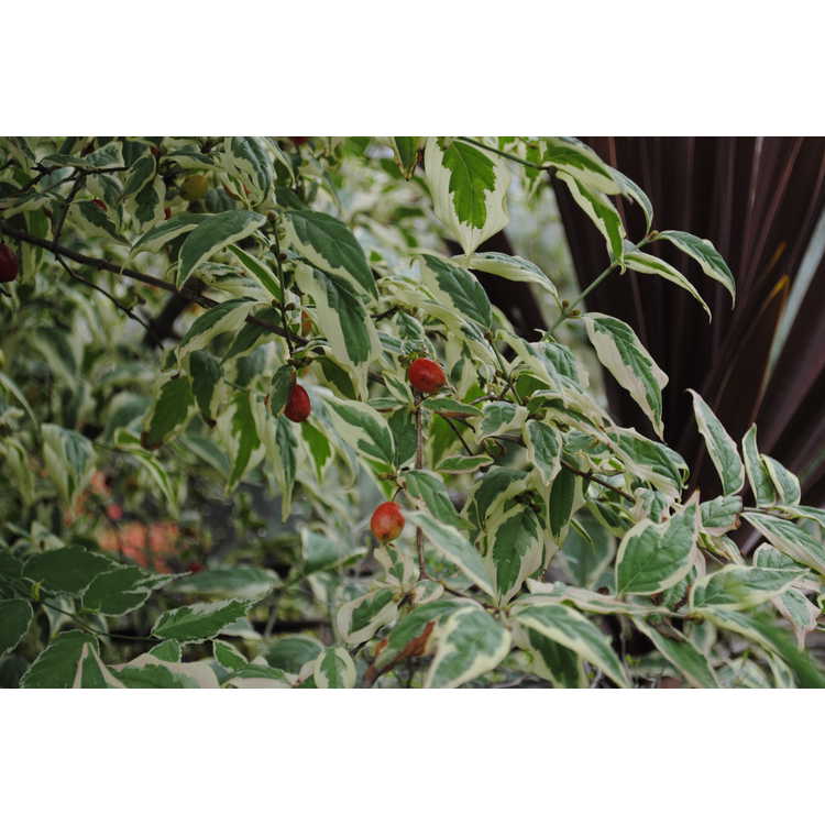 Cornus mas 'Variegata' - variegated Cornelian cherry