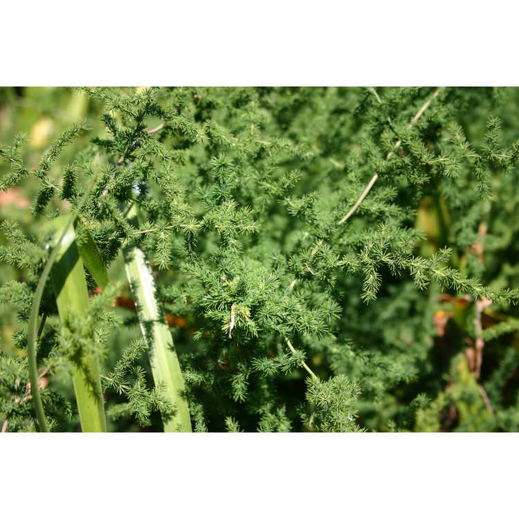Asparagus microraphis - crimped hardy asparagus fern