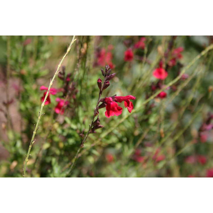 Salvia Red Letter