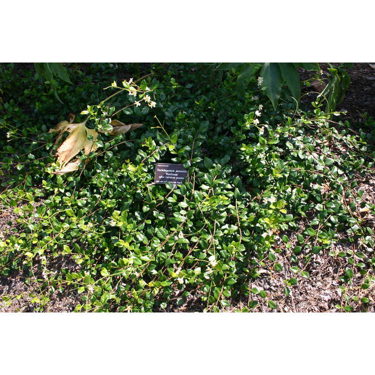 Trachelospermum jasminoides 'Mandianum'