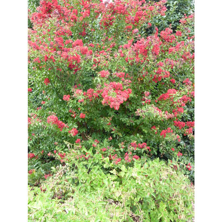 Lagerstroemia indica Whit IV Red Rocket