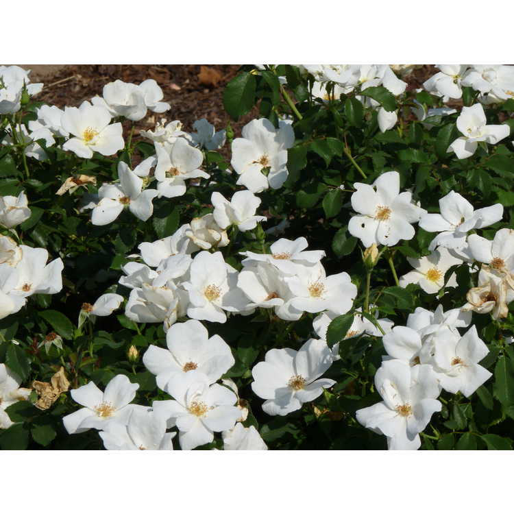 Rosa 'Radwhite' - White Out shrub rose