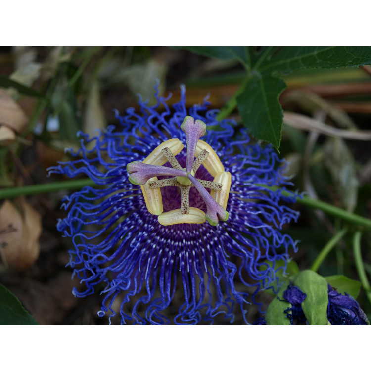 Passiflora 'Inspiration' - purple passion flower