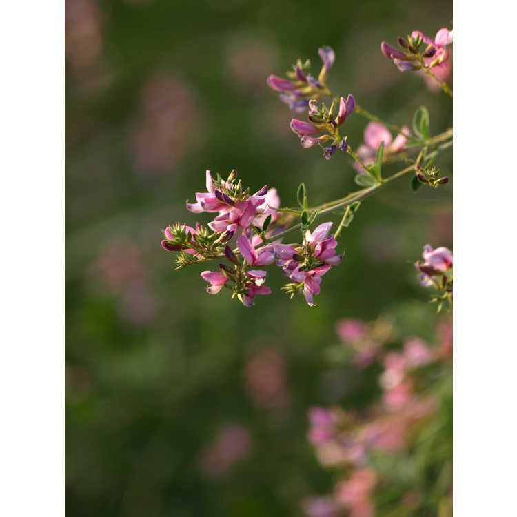 Lespedeza thunbergii 'Pink Cascade' - pink bush-clover