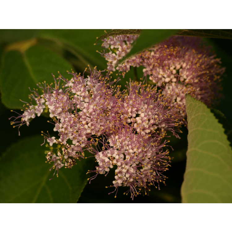 Callicarpa formosana - Formosan beautyberry