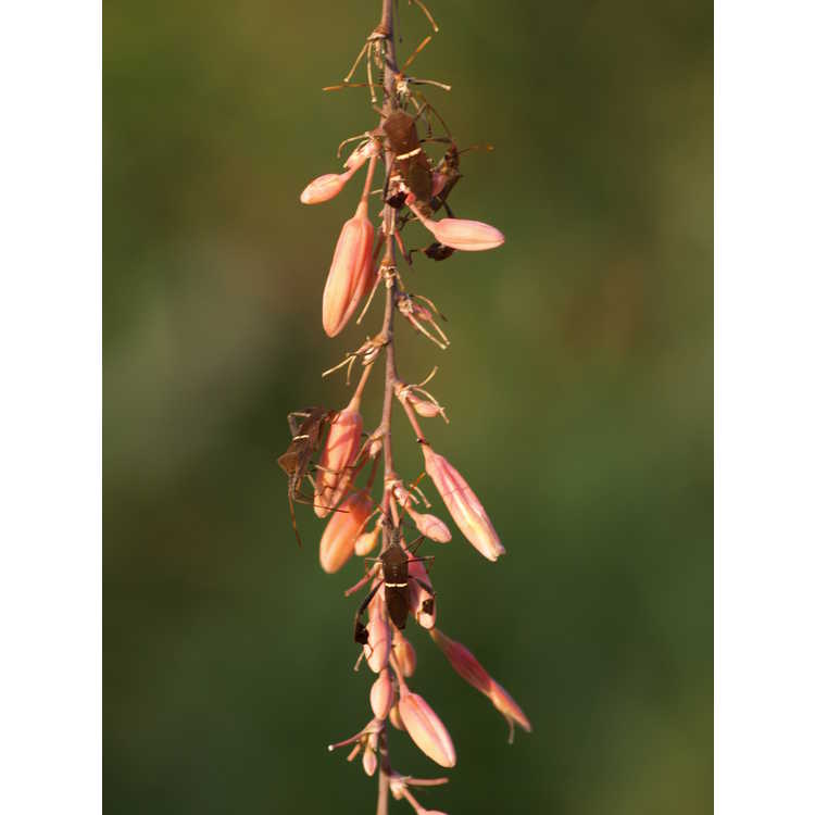 Hesperaloe campanulata (Sierra Chiquita form) - bell flower hesperaloe