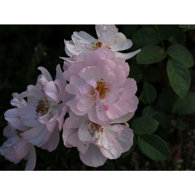 Scarborough Fair shrub rose