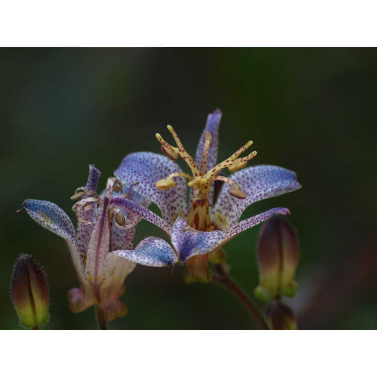 Tricyrtis ravenii - Raven's toad lily