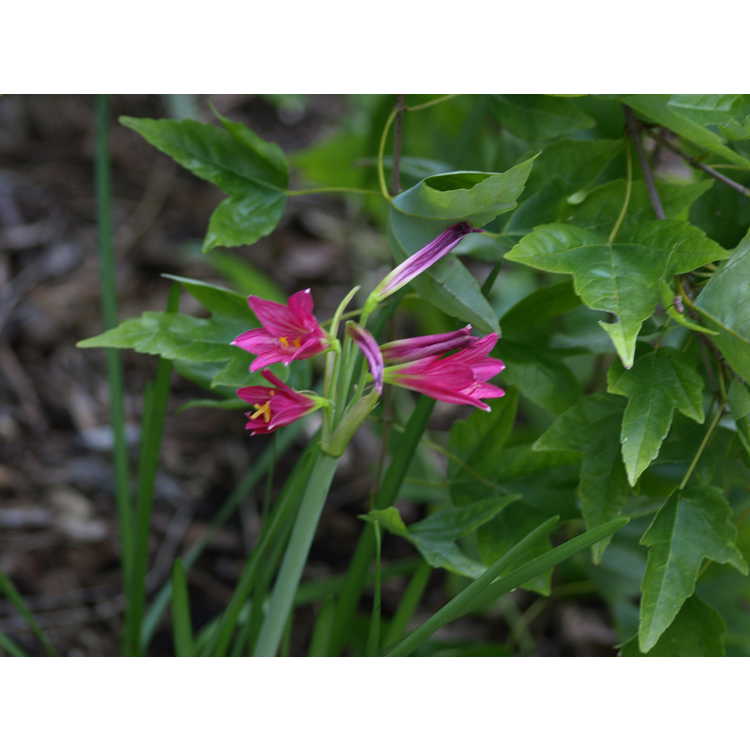 Rhodophiala bifida var. spathacea - pink oxblood-lily