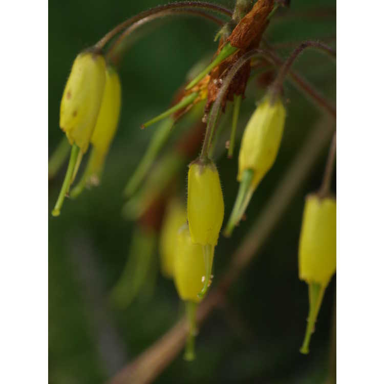 Tremacron aurantiacum - golden tremacron