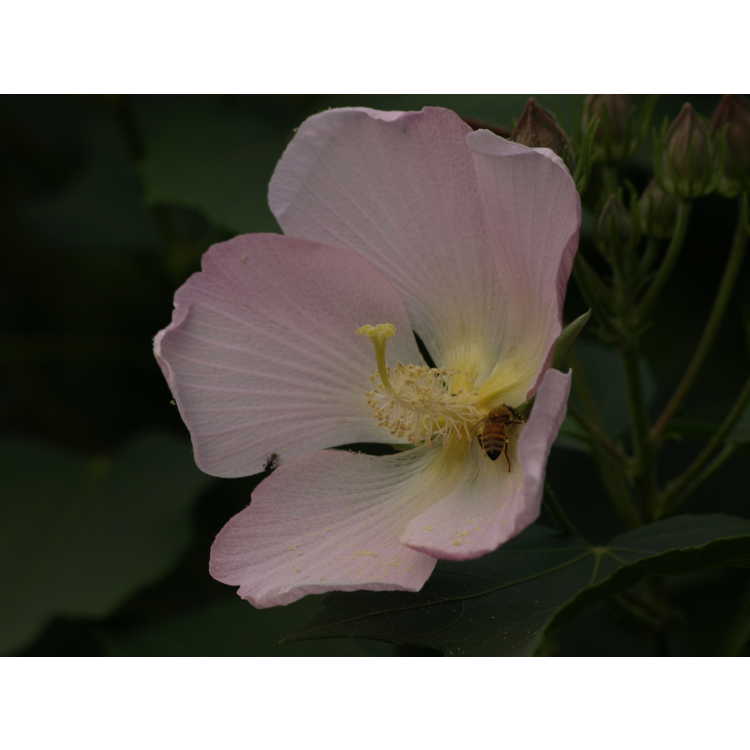Hibiscus makinoi - sea hibiscus