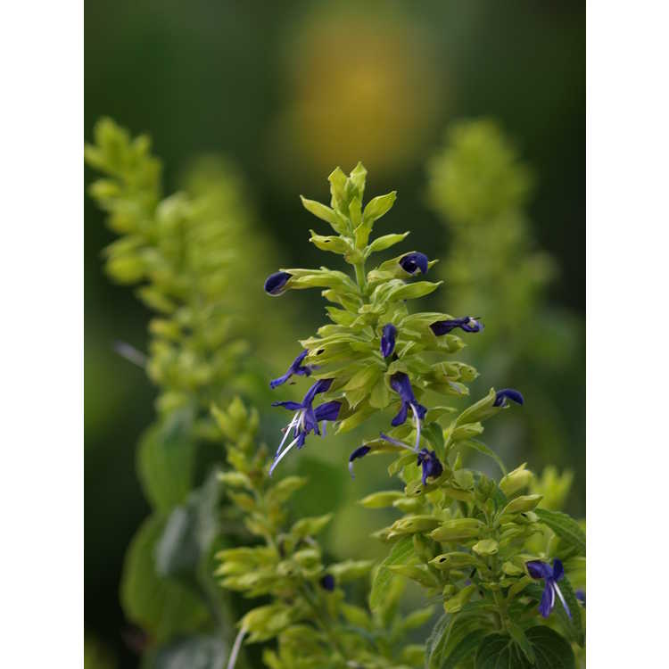 lime-calyx Mexican sage