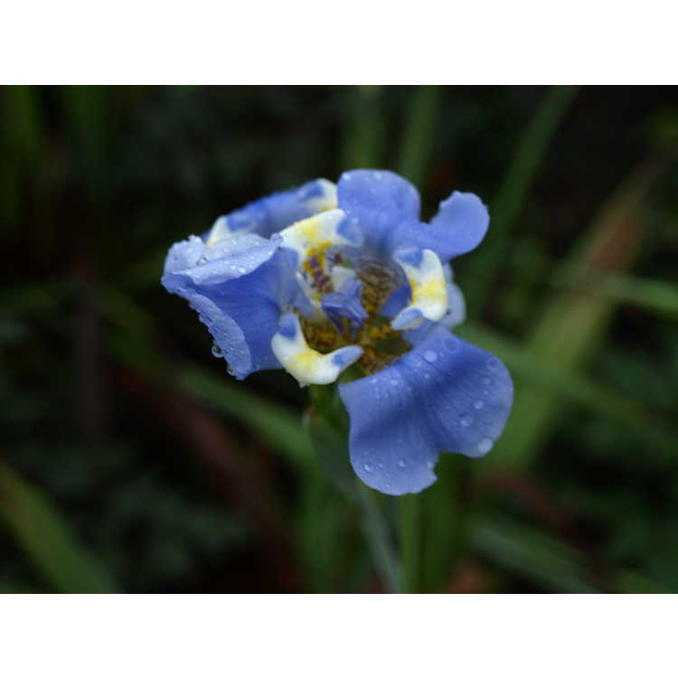 Cypella coelestis - goblet flower
