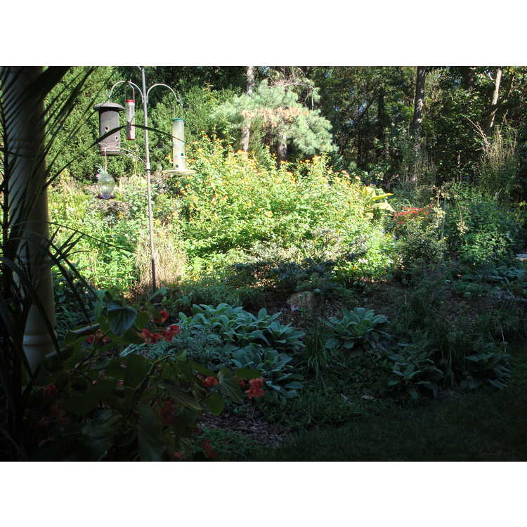 Helen Yoest's garden