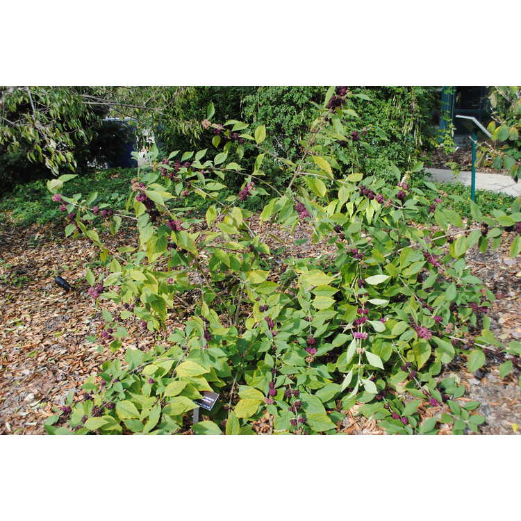 Callicarpa acuminata - Mexican beautyberry