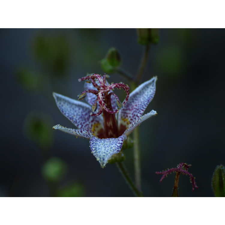 Tricyrtis ravenii - Raven's toad lily
