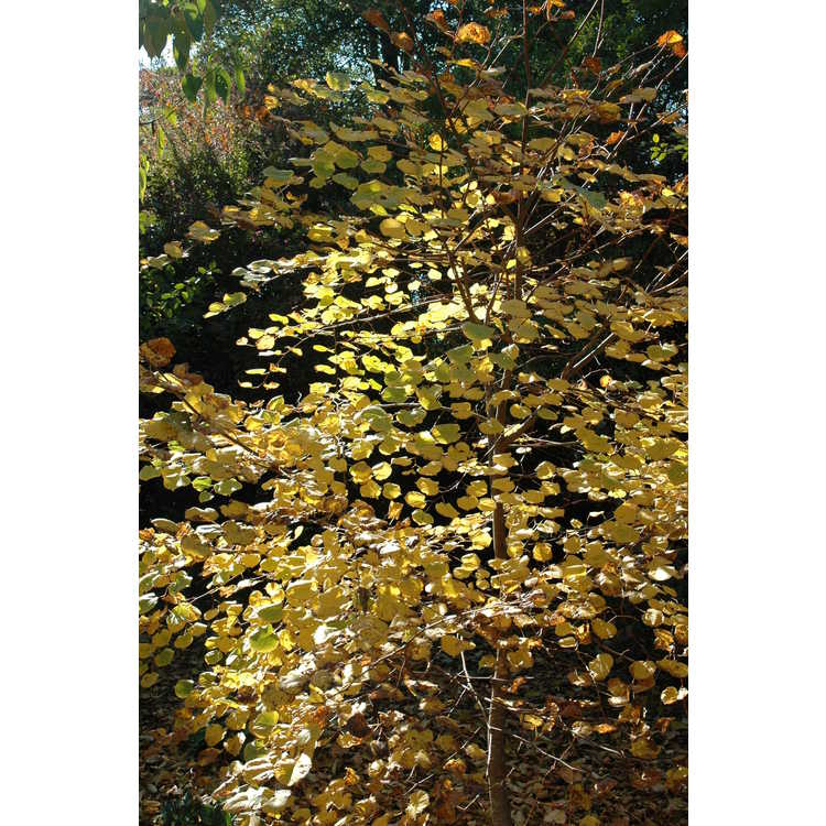 Tilia cordata 'Winter Orange' - orange-twig little-leaf linden