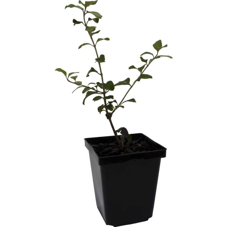 Viburnum atrocyaneum - evergreen viburnum