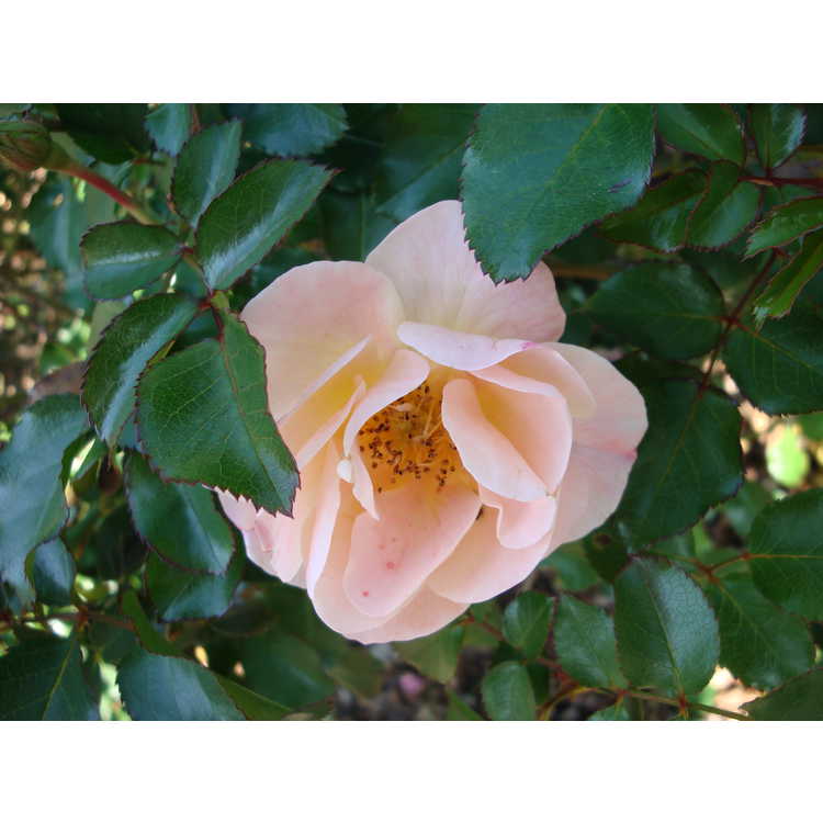 Flower Carpet Amber shrub rose