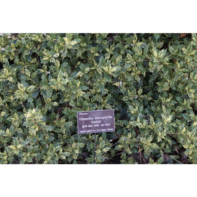 Osmanthus heterophyllus 'Goshiki' - gold-dust holly tea-olive