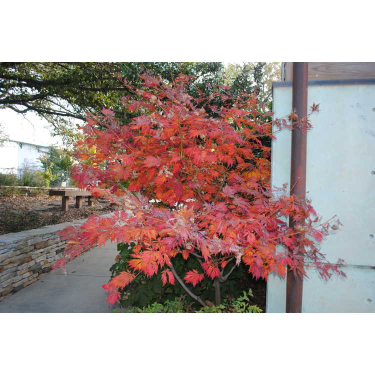 Acer japonicum 'Filicifolium' - fern-leaf maple