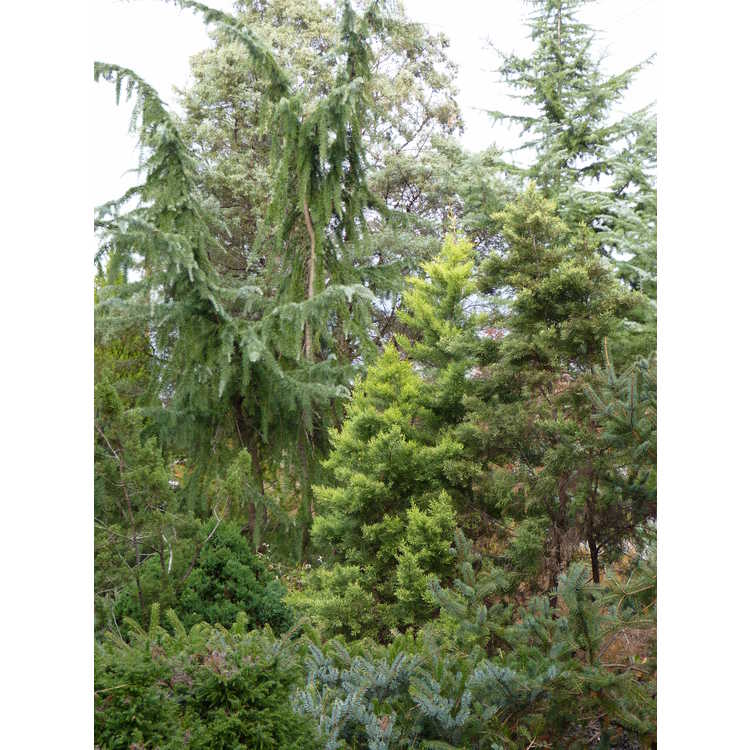 Conifer Collection