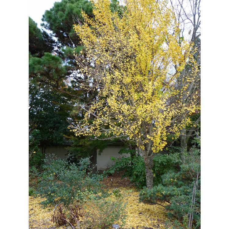 Ginkgo biloba 'Tschi Tschi' - maidenhair tree