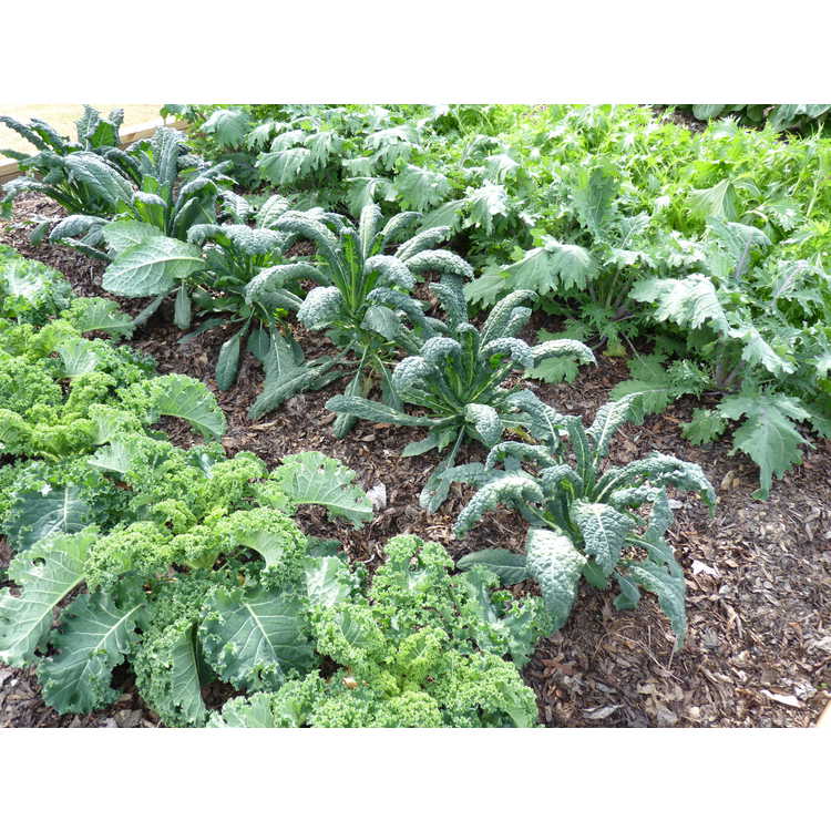<em>Brassica oleracea</em> 'Winterbor'