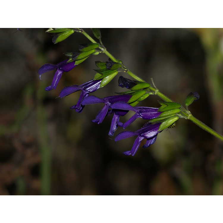 Salvia 'Jean's Purple Passion' - hybrid sage