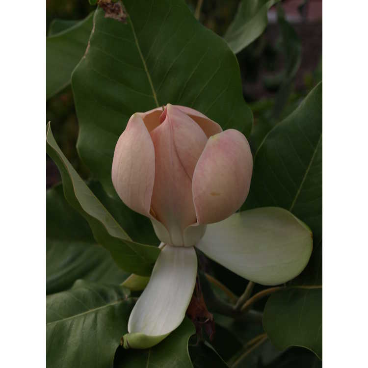 Magnolia delavayi pink flower form