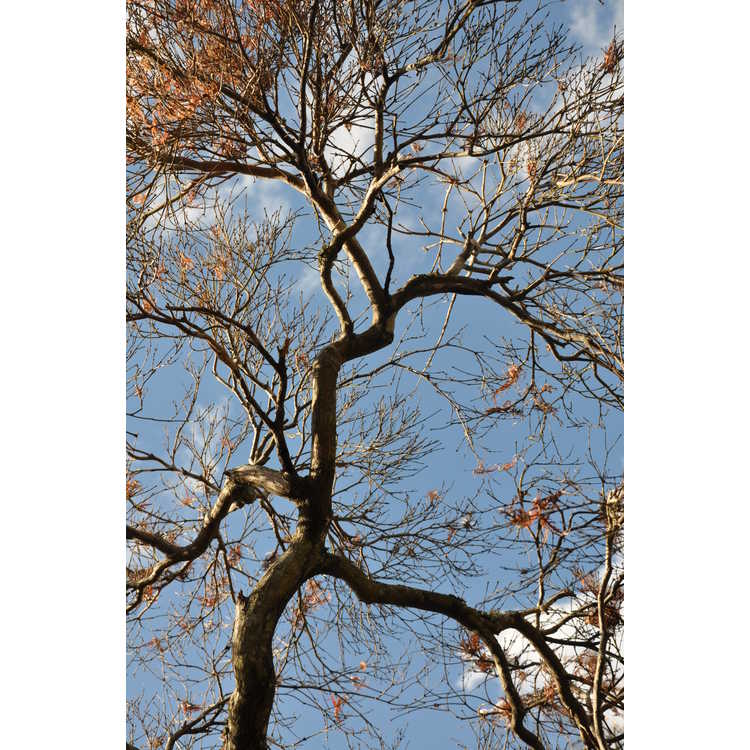 Acer palmatum Dissectum Atropurpureum Group
