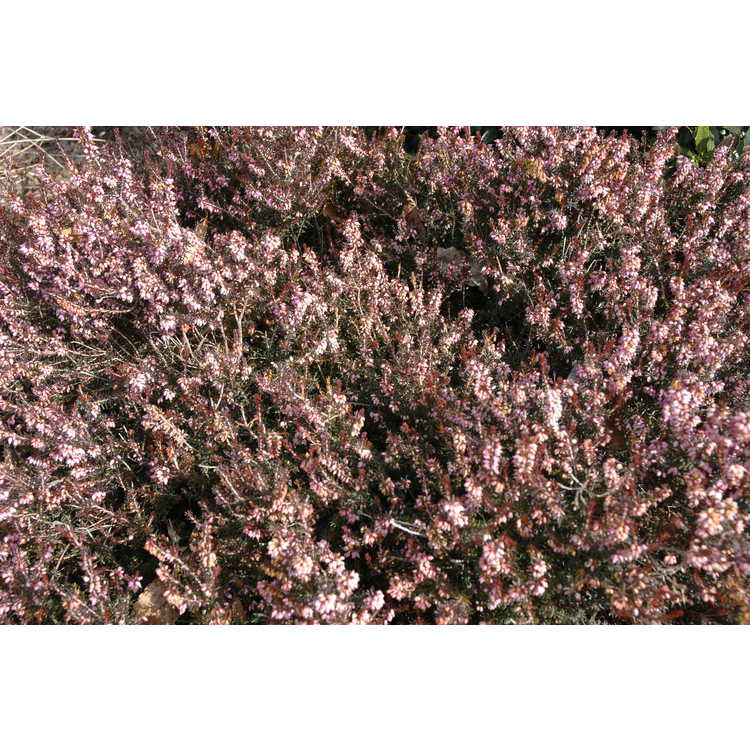 Erica ×darleyensis 'Furzey' - Darley heath