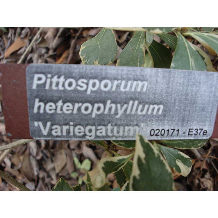 Pittosporum heterophyllum 'Variegatum'