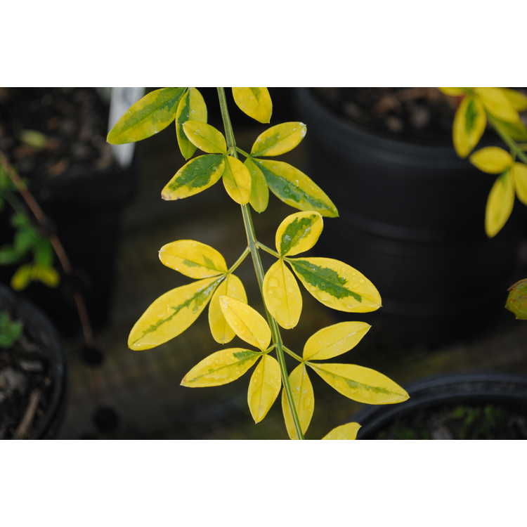 Jasminum mesnyi 'Gold Tip' - variegated primrose jasmine