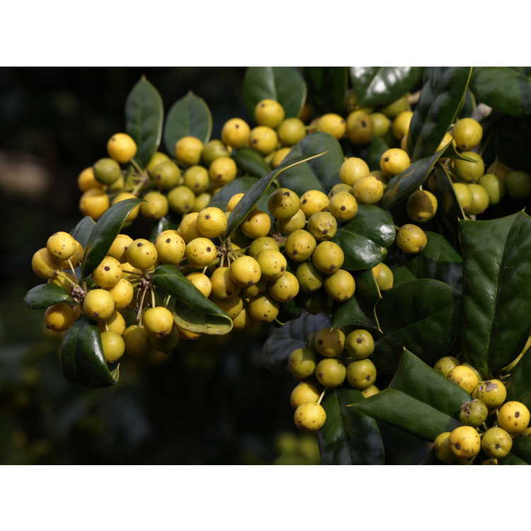 Ilex cornuta 'D'Or' - yellow-berry Chinese holly