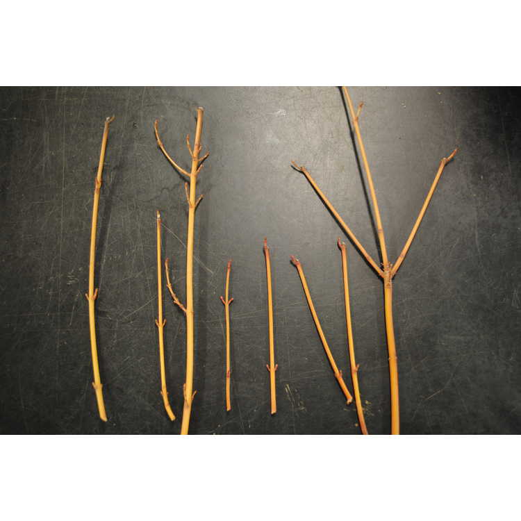 <em>Acer caudatifolium</em> (orange stem)