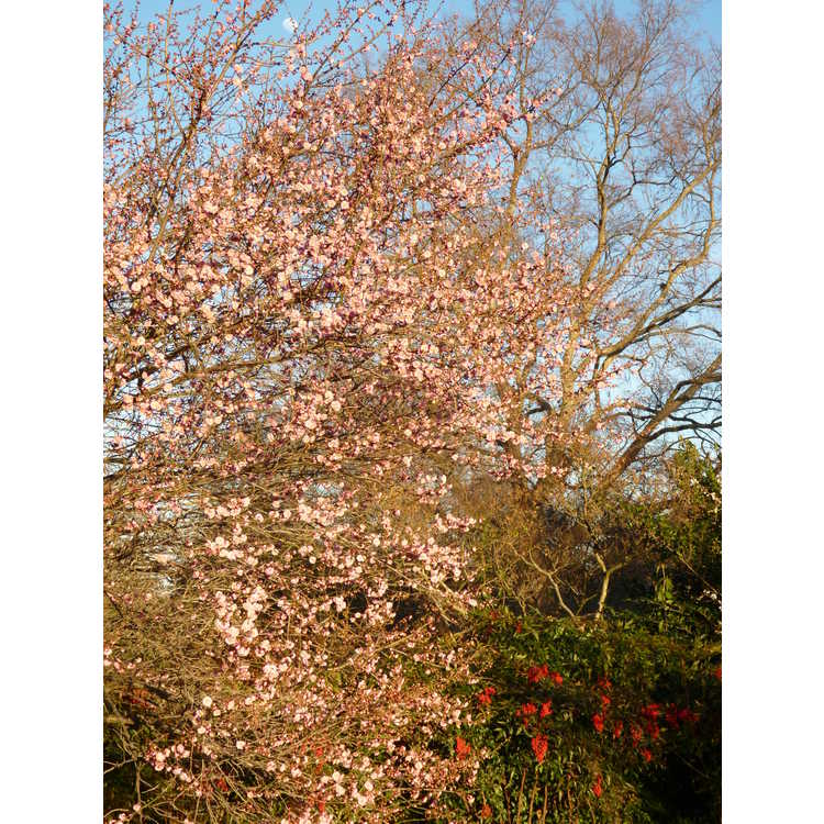 Prunus mume 'Bonita' - pink Japanese flowering apricot