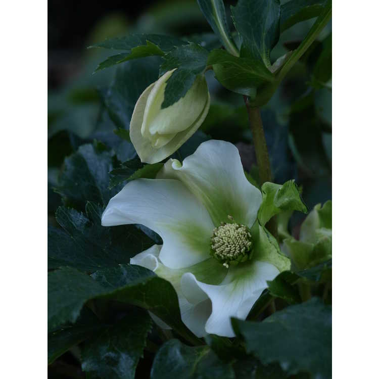 Helleborus ×hybridus (Royal Heritage strain) - Lenten rose