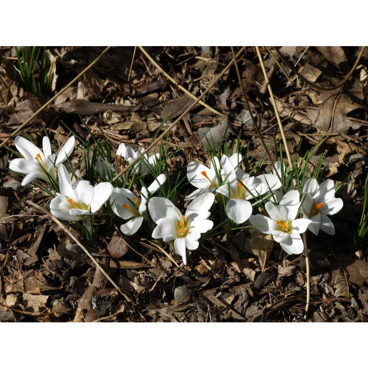 Crocus chrysanthus 'Ard Schenk' - spring crocus