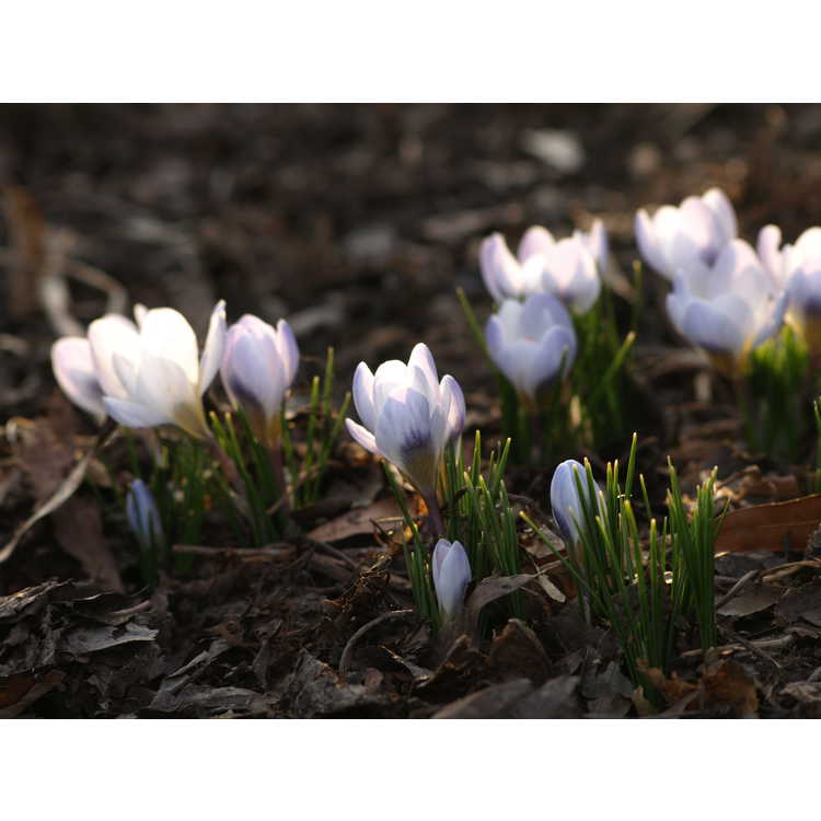 Crocus chrysanthus 'Blue Pearl' - spring crocus