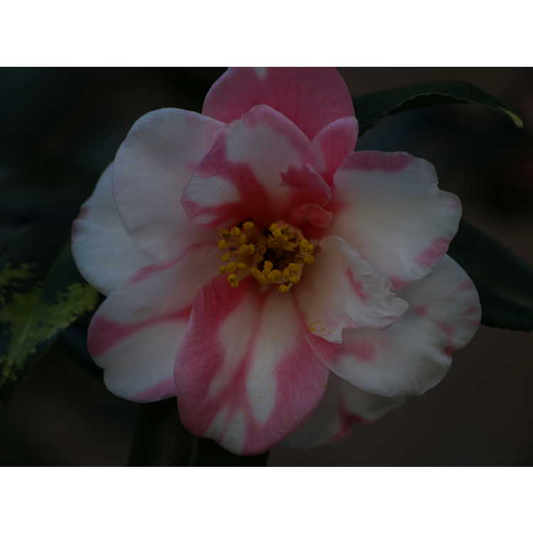 Camellia ×vernalis 'Shibori Egao'